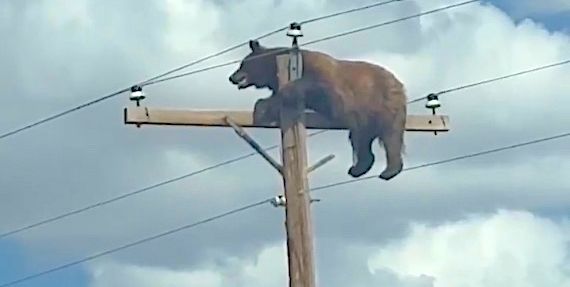 INSOLITE – Un ours coincé en haut d’un poteau électrique